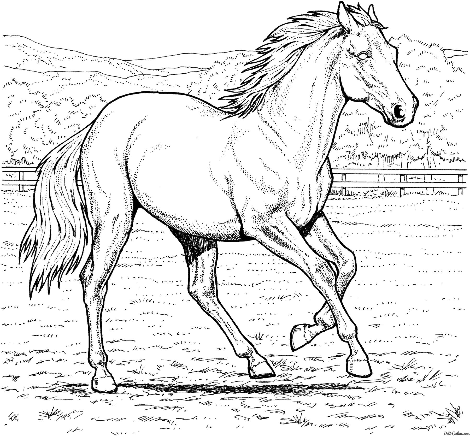 Раскраска аСкаковая лошадь. Домашние животные