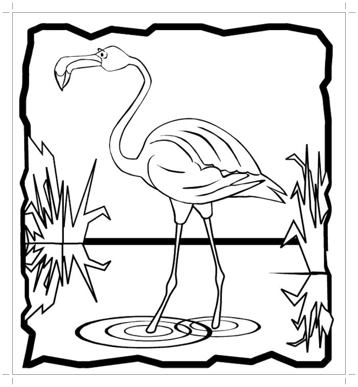 Раскраска Раскраска фламинго в болоте. Фламинго