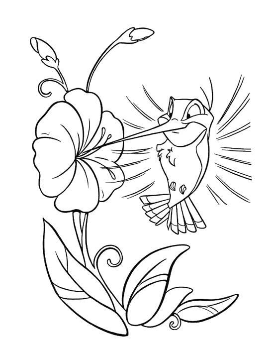 Название: Раскраска Колибри пьет нектар. Категория: колибри. Теги: колибри.