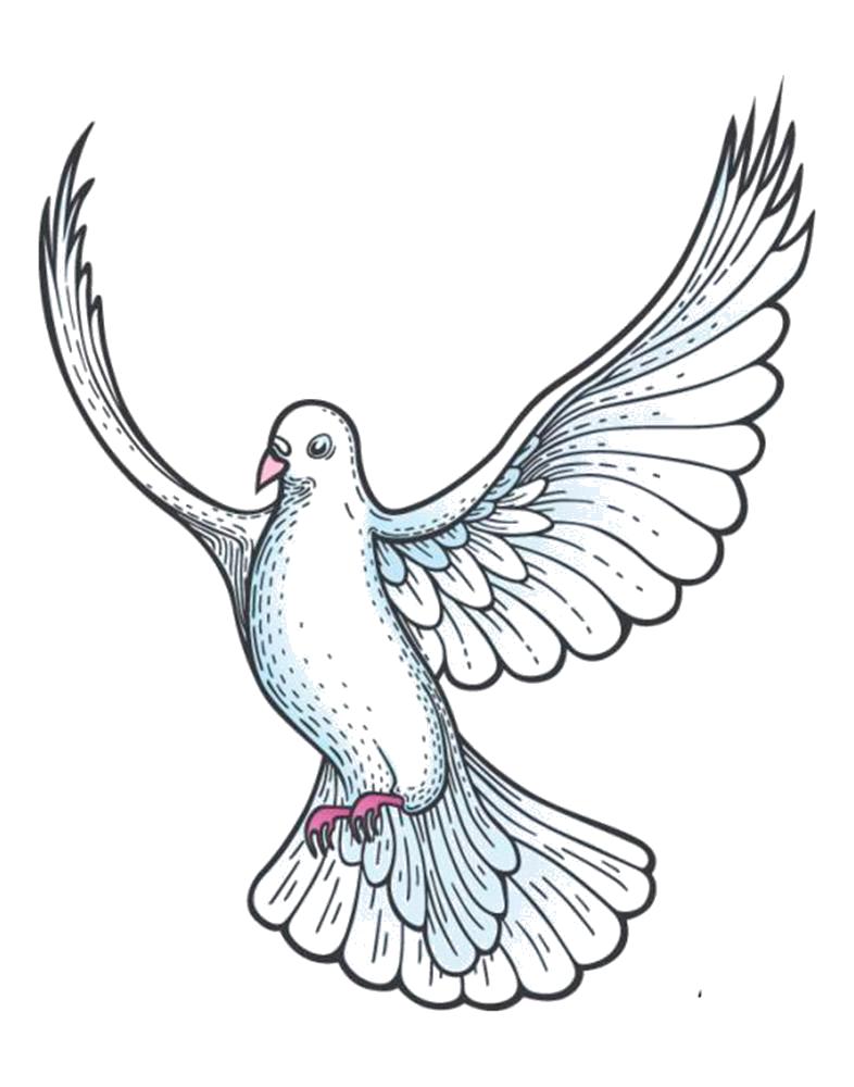 Название: Раскраска Раскраска красивый голубь. Категория: Голубь. Теги: Голубь.