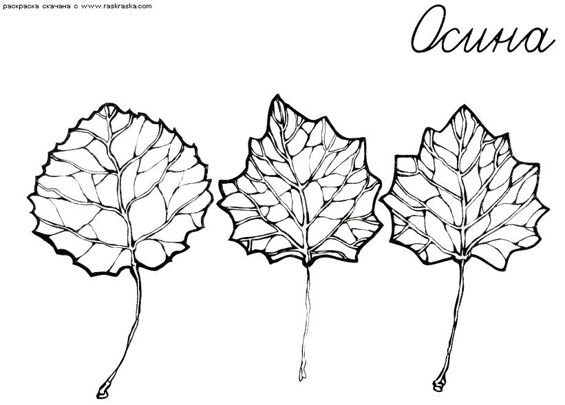 Раскраска Раскраска Листья осины. Раскраска Окружающий мир раскраски, раскраски листьев для детей. Контуры листьев
