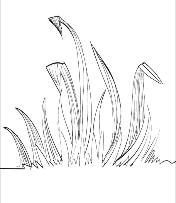 Название: Раскраска Раскраска трава. Категория: растения. Теги: трава.