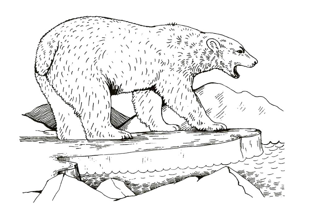 Название: Раскраска Раскраска белый медведь на льдине. Категория: Дикие животные. Теги: медведь.