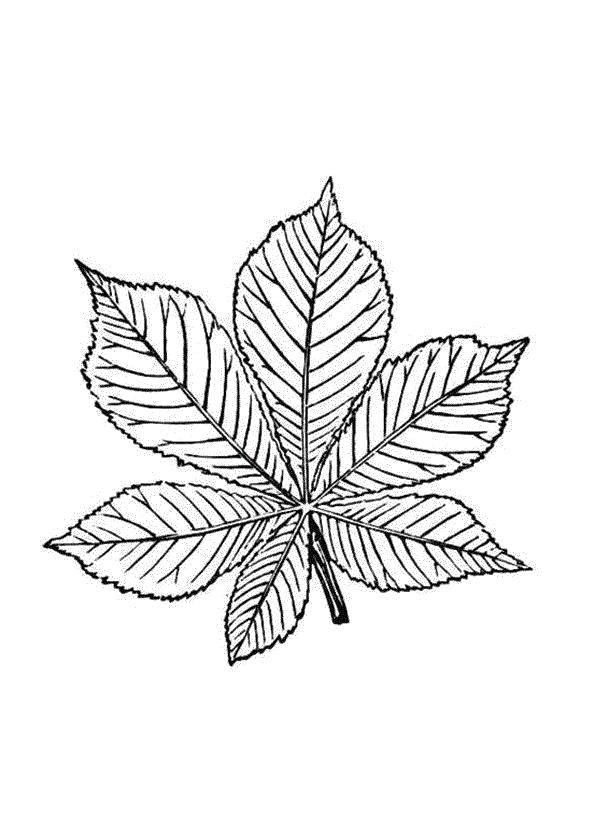 Название: Раскраска Раскраски листьев деревьев. Категория: растения. Теги: лист.
