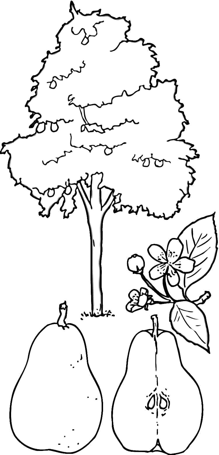 Раскраска Дерево для груш. деревья
