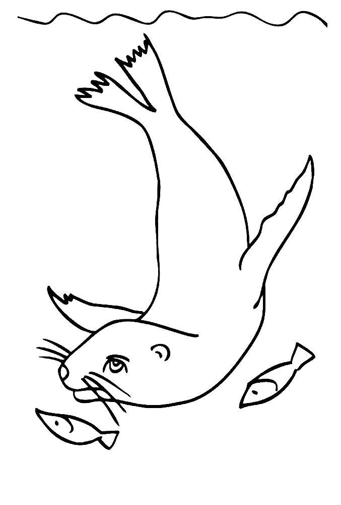Раскраска Морской котик. Скачать животные.  Распечатать животные