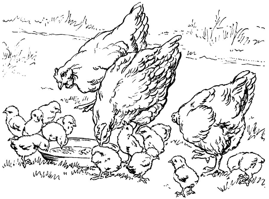 Раскраска Курицы с цыплятами. 