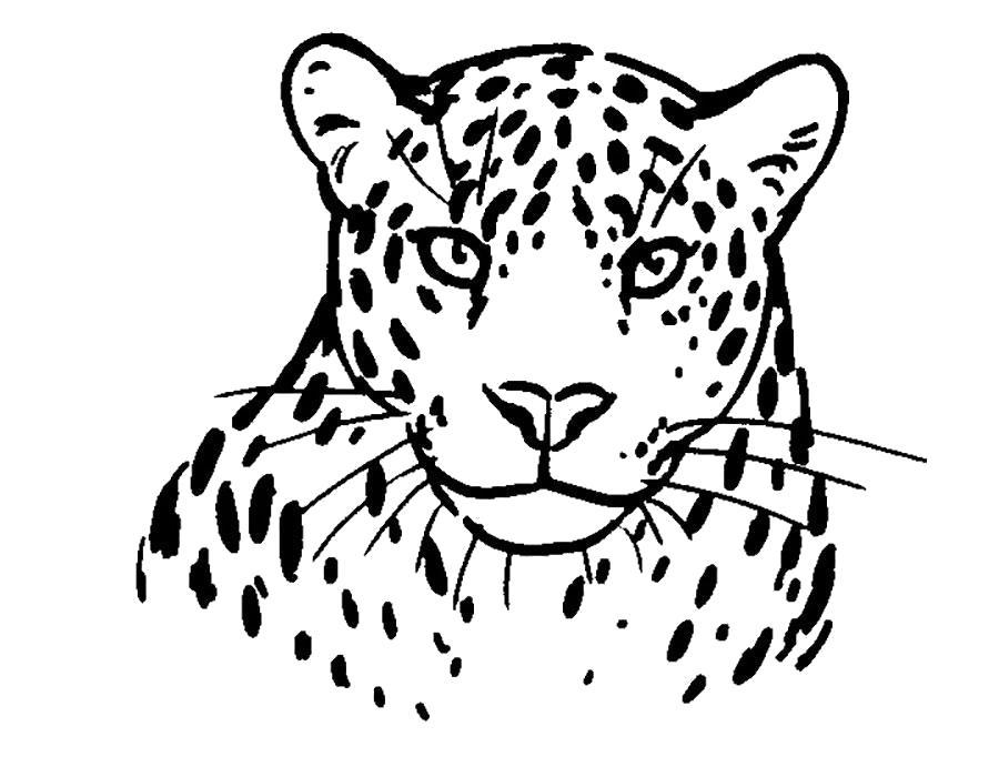 Раскраска Грациозный леопард. 