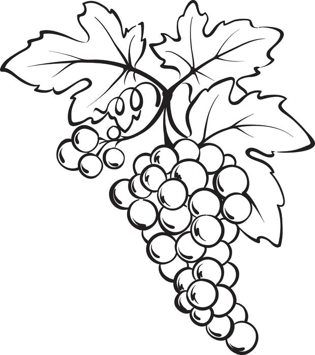 Раскраска виноград 3. Скачать виноград.  Распечатать ягоды