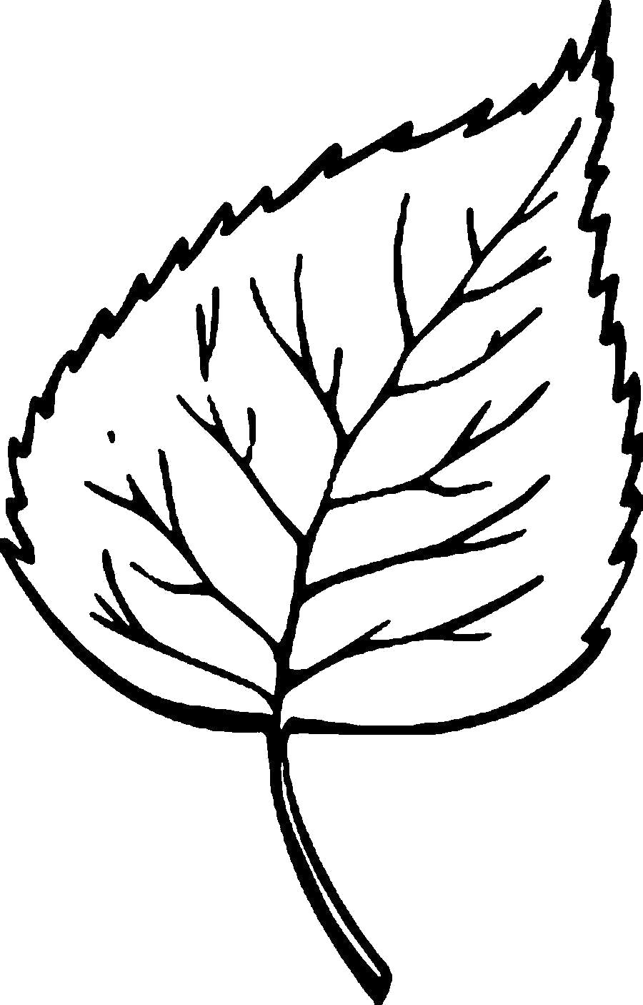 Раскраска  Листья деревьев шаблон листа березы. Скачать Контуры разных листьев для вырезания.  Распечатать Контуры листьев
