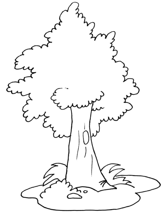 Название: Раскраска Раскраски деревья и кустарники. распечатать деревья с листьями  и дуплом . Категория: растения. Теги: дерево.