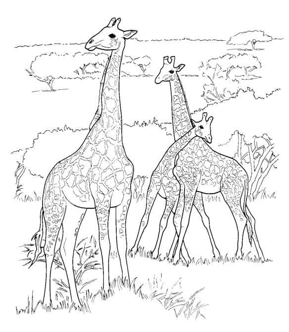Раскраска Раскраска Жирафы. Дикие животные