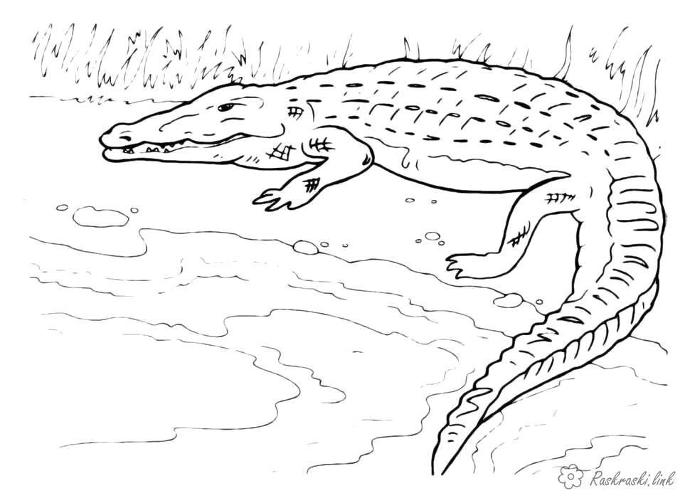 Раскраска Раскраски крокодил аллигатор. Дикие животные