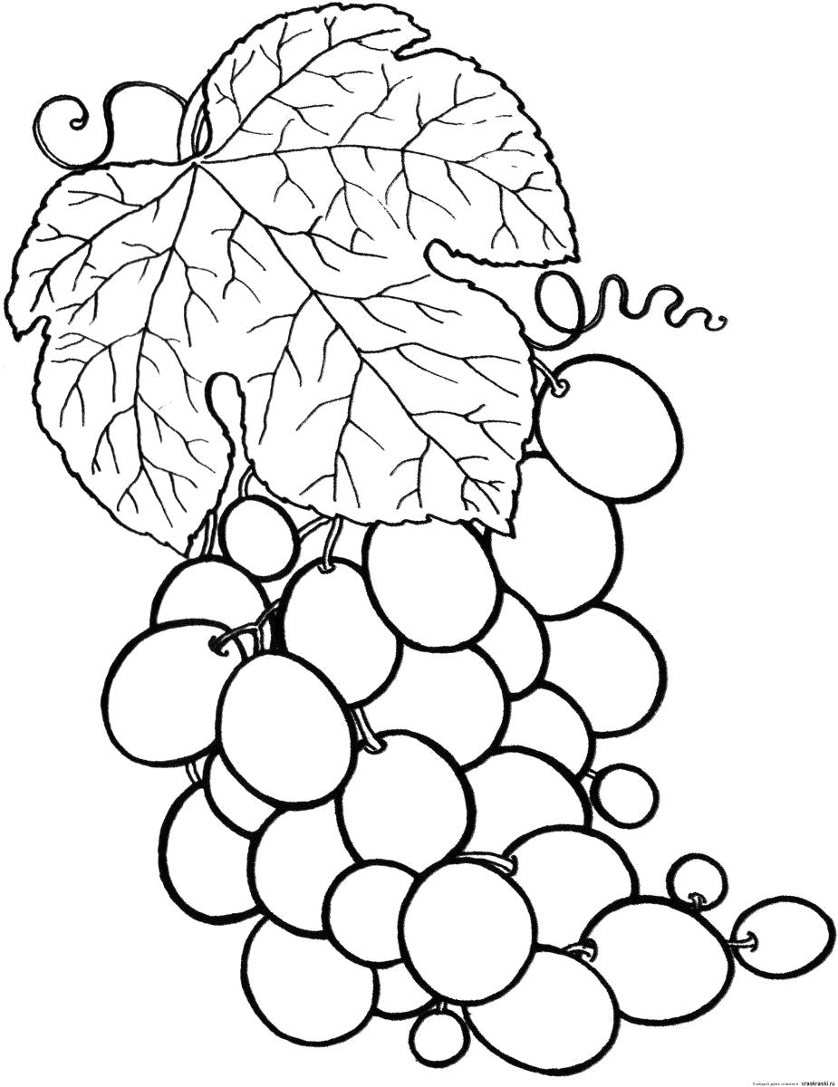 Раскраска виноградная гроздь с листиком. Скачать виноград.  Распечатать ягоды