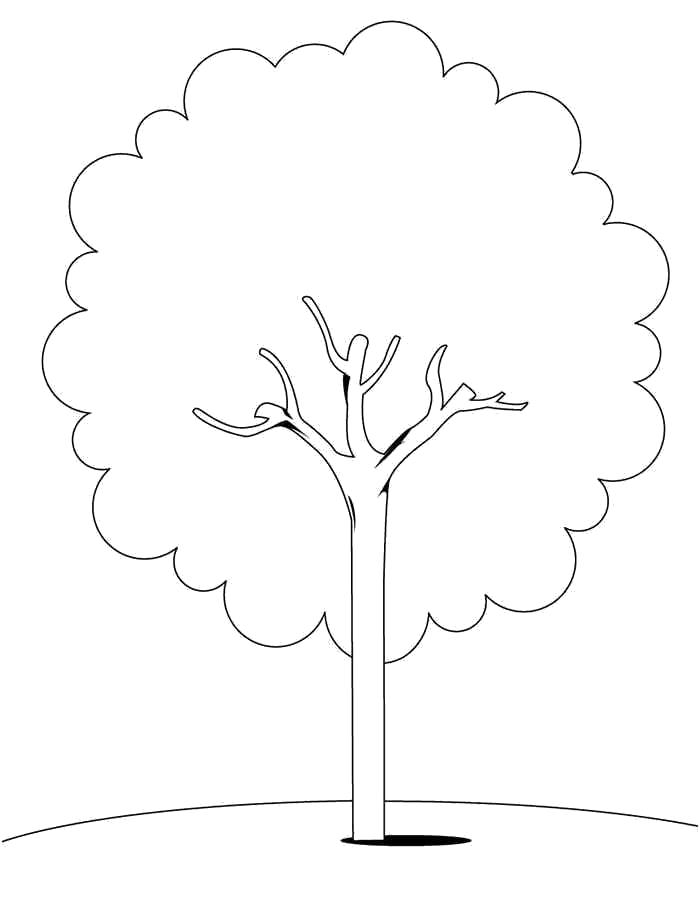 Раскраска Детские  для девочек и мальчиков. простое дерево . Скачать дерево.  Распечатать растения