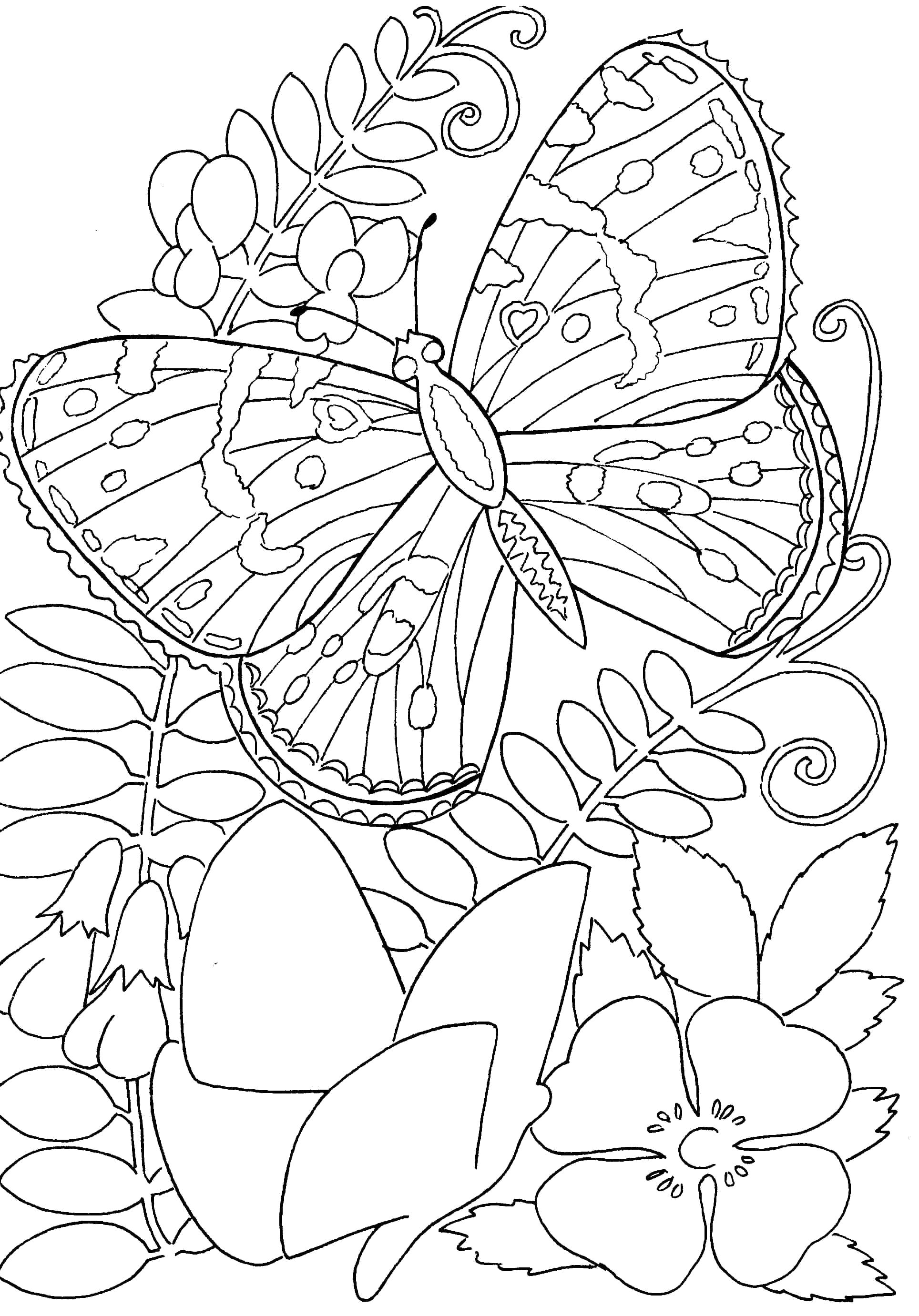Раскраска бабочка. антистресс