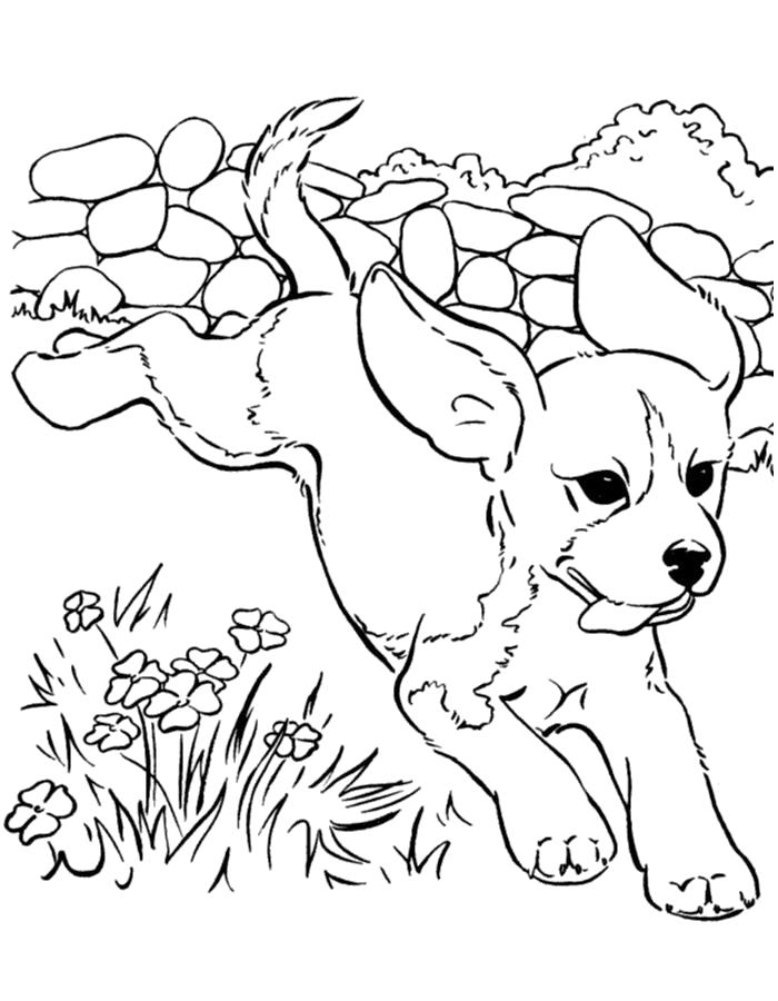 Название: Раскраска Раскраска щенок прыгает. Категория: Щенок. Теги: Щенок.