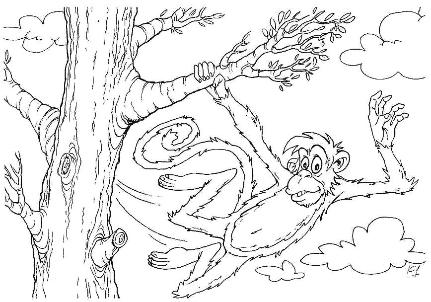 Раскраска обезьяна на ветке дерева. Дикие животные