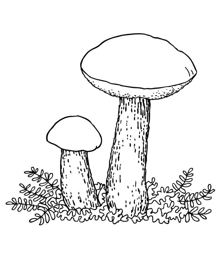 Раскраска Раскраски грибы. гриб