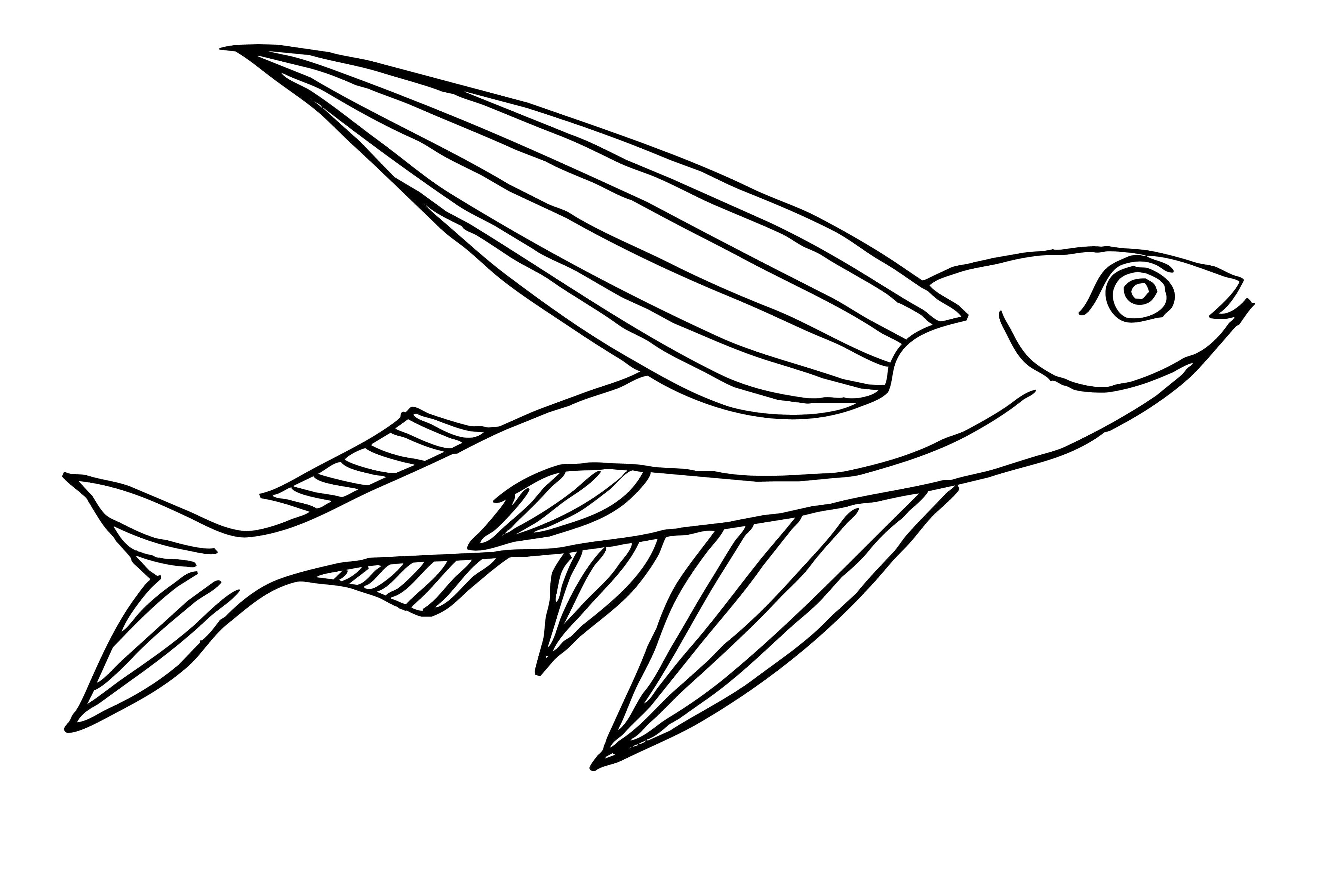 Название: Раскраска летающая рыба. Категория: Рыбы. Теги: рыба.