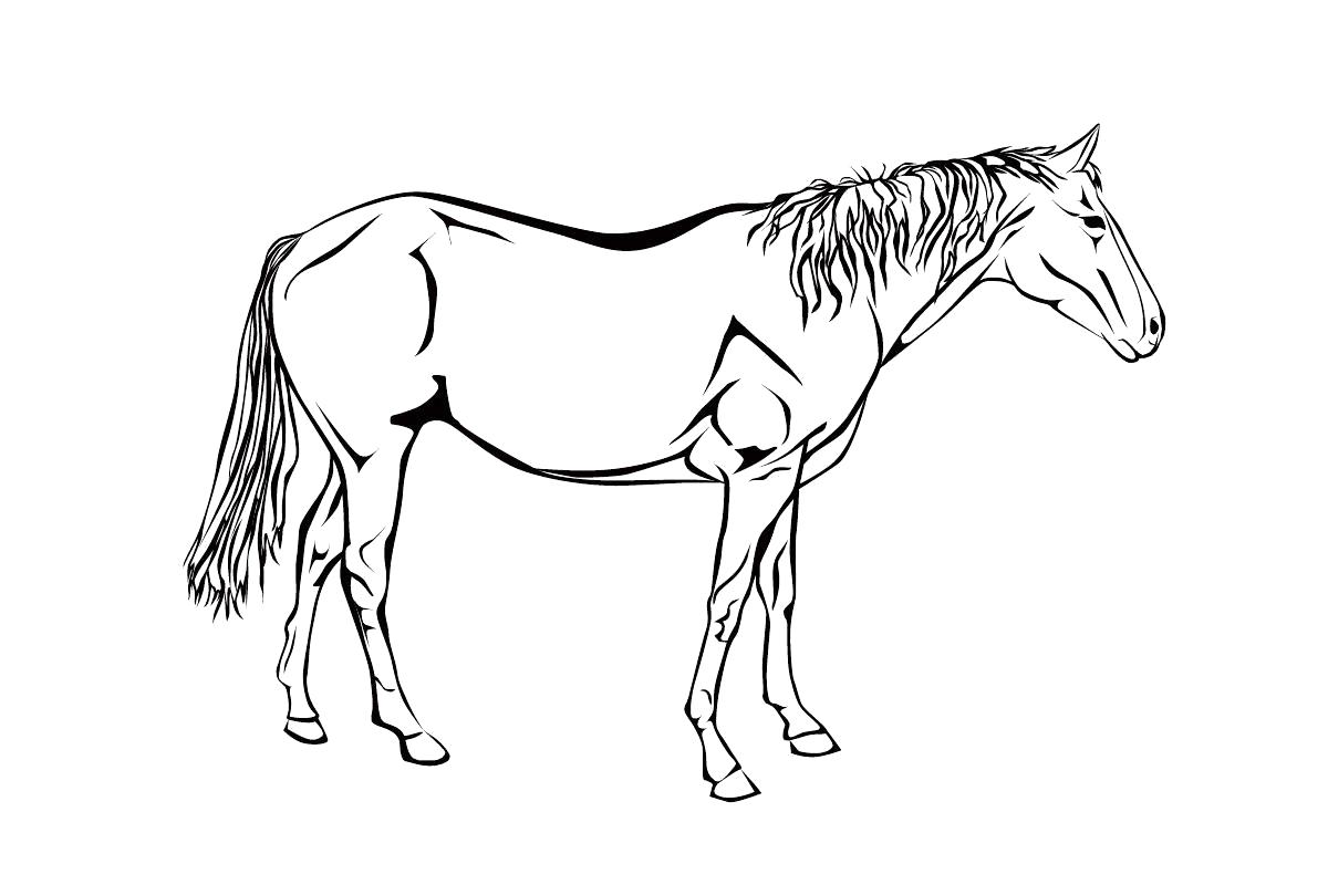 Раскраска раскраска конь. Лошади