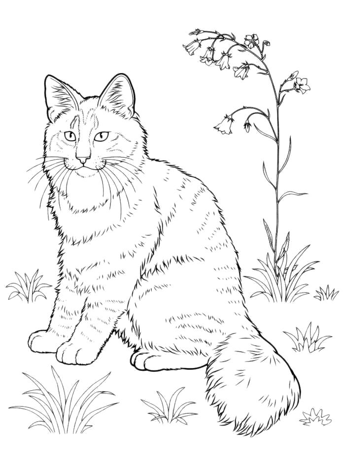 Раскраска  Кот на природе. Домашние животные