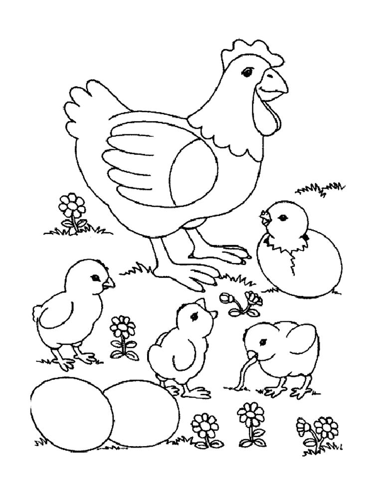 Раскраска Раскраска курица. Домашние животные