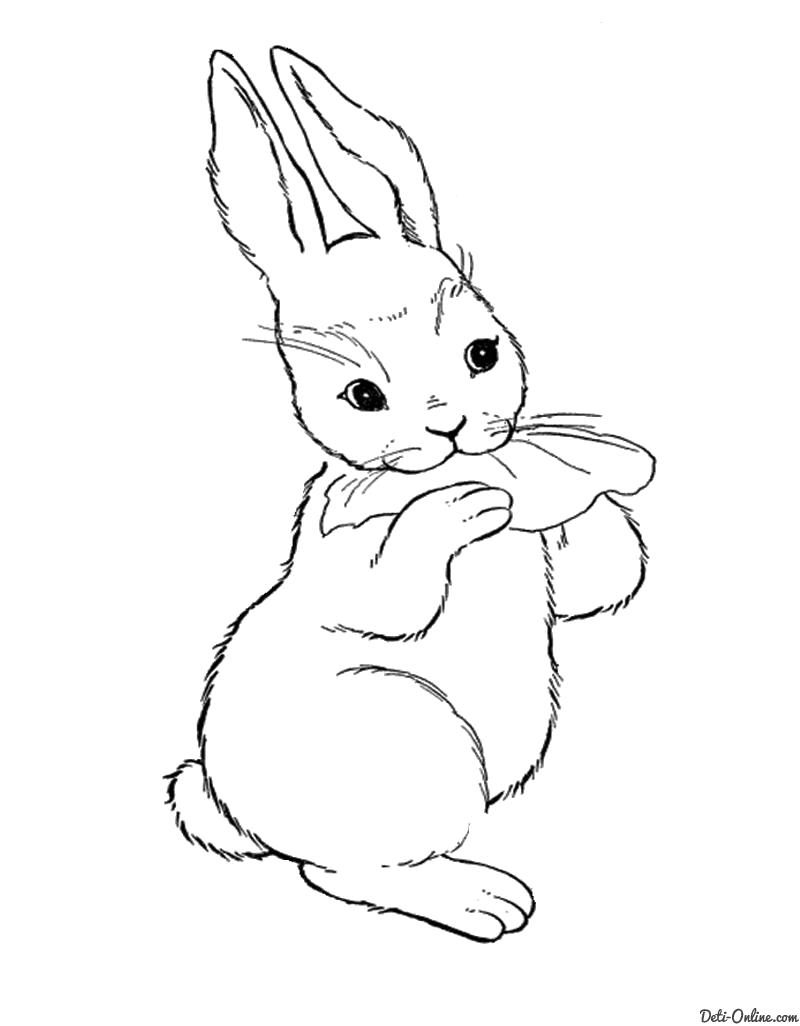 Раскраска Раскраска Зайчиха ест капустный лист. Кролик