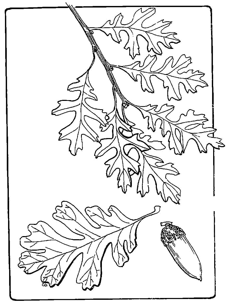 Название: Раскраска дуб. Категория: Контуры листьев. Теги: Листья дуба.