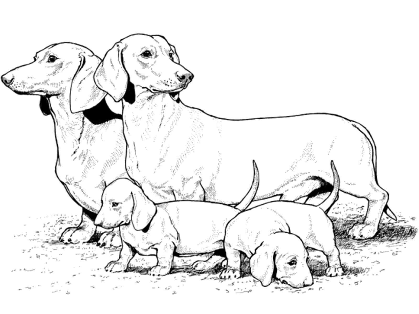 Все породы собак рисунки (56 фото)
