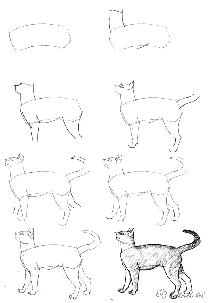 Раскраска Раскраски Как нарисовать как нарисовать кота. Учимся рисовать