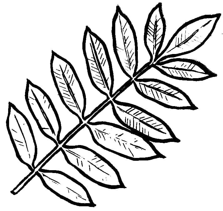 Раскраска осенние листья шаблон. Контуры листьев