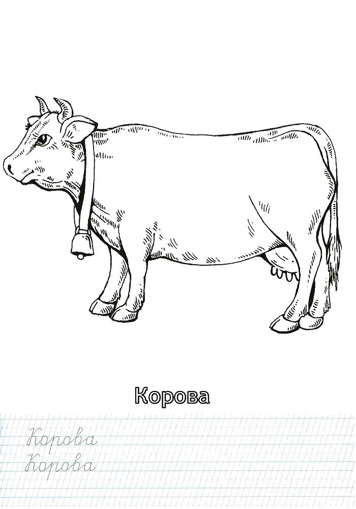 Раскраска Раскраска корова. Домашние животные