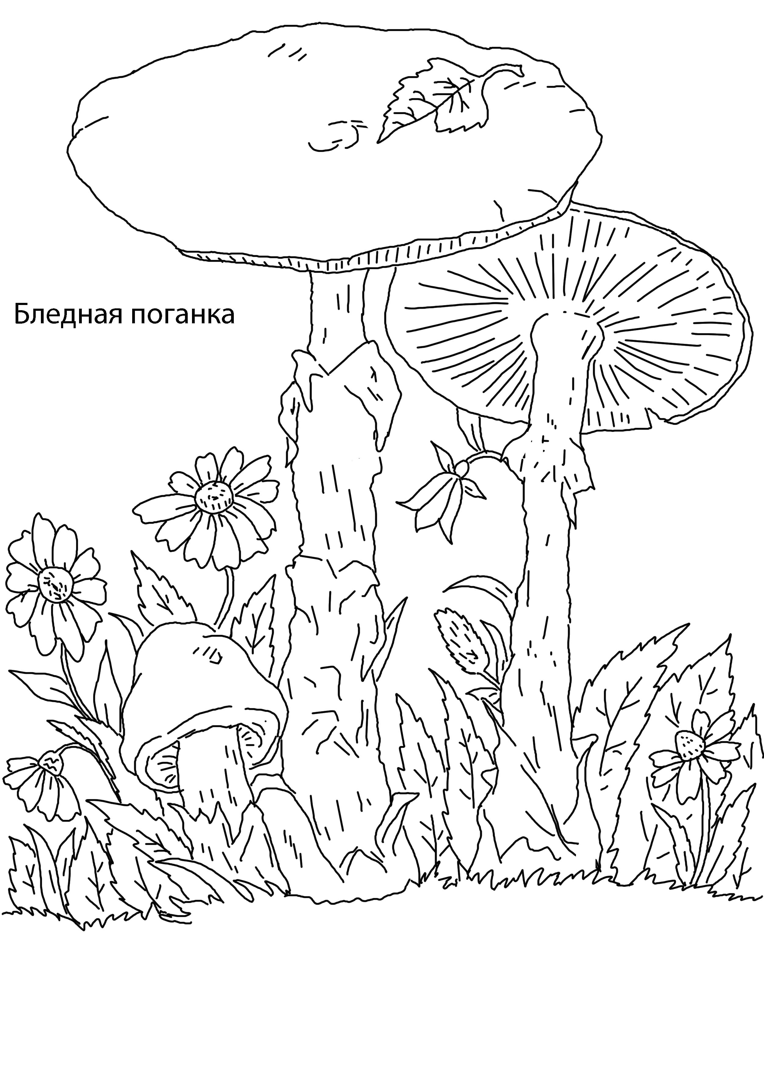 Деление по внешнему виду грибов