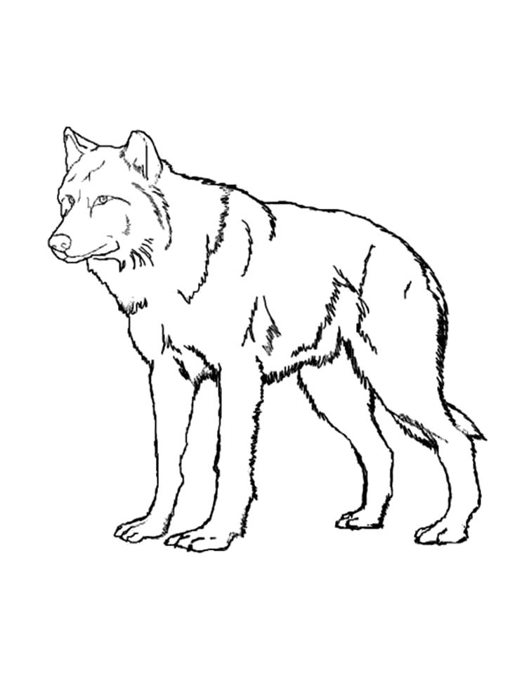Раскраска Раскраска волк. Дикие животные
