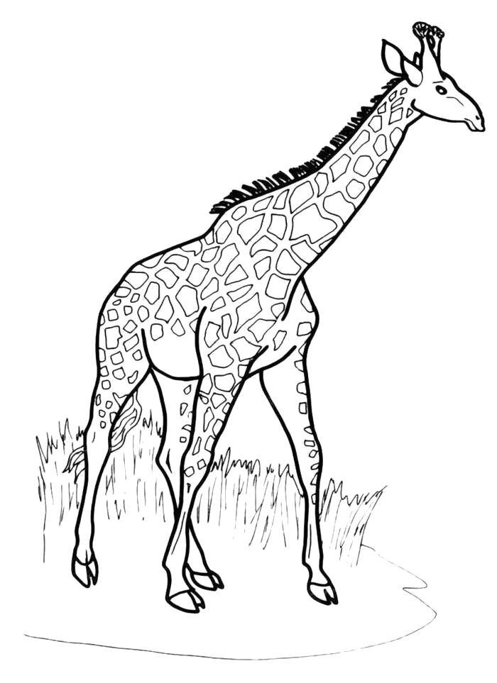 Название: Раскраска Раскраска Идущий жираф. Категория: Дикие животные. Теги: жираф.