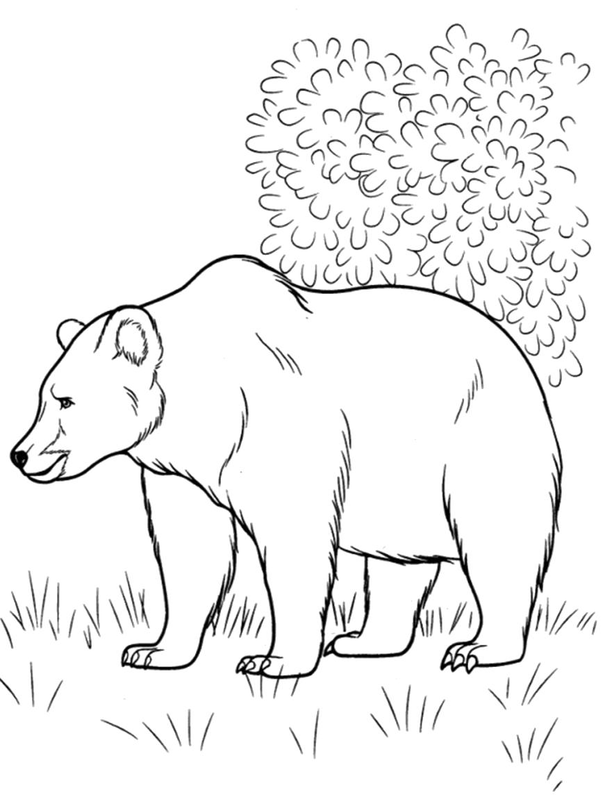 Раскраска Русский медведь. Скачать медведь.  Распечатать Дикие животные