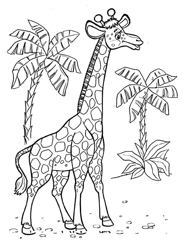 Название: Раскраска Раскраска жираф. Категория: Дикие животные. Теги: жираф.