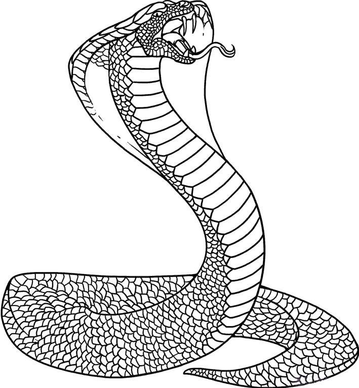 Название: Раскраска змея Кобра, раскраски. Категория: Кобра. Теги: Кобра.