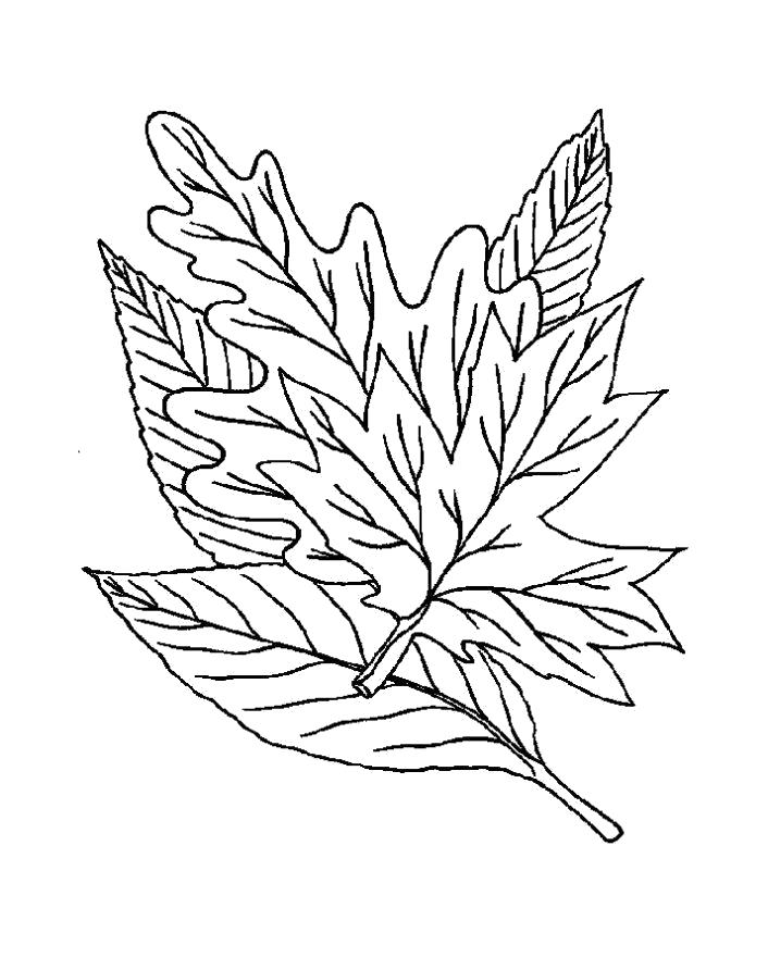 Раскраска Раскраска осень листья. растения