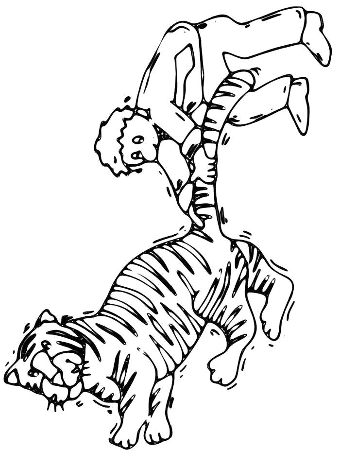 Раскраска  Человек держит тигра за хвост. Скачать Тигр.  Распечатать Тигр