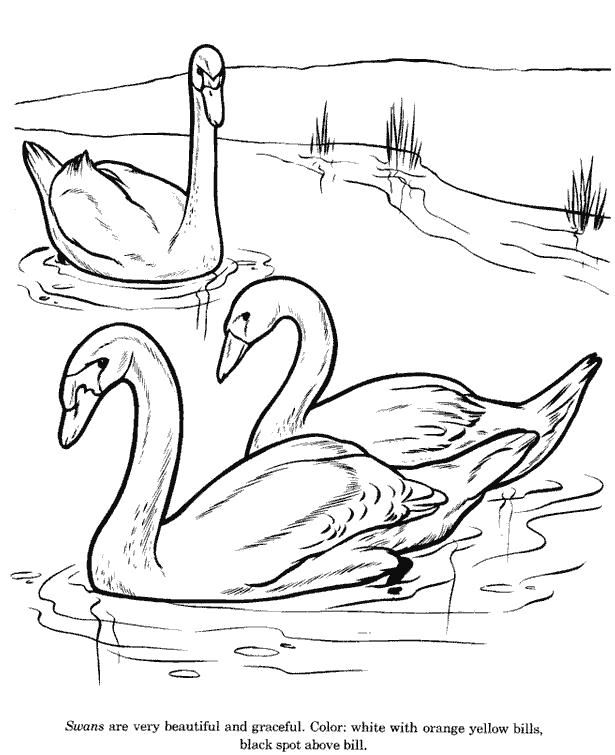 Раскраска swan10. Скачать Лебедь.  Распечатать Лебедь