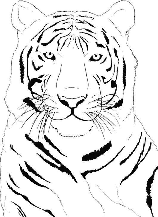Раскраска красивая тигрица. Дикие животные