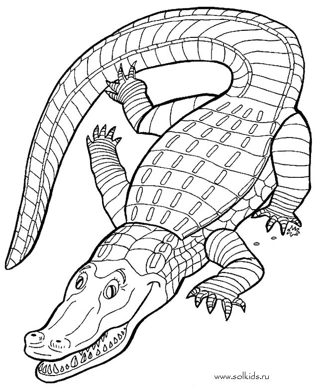 Раскраска Раскраска Крокодил. Дикие животные