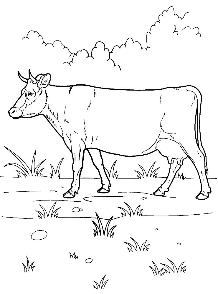 Раскраска Раскраска корова распечатать. Домашние животные