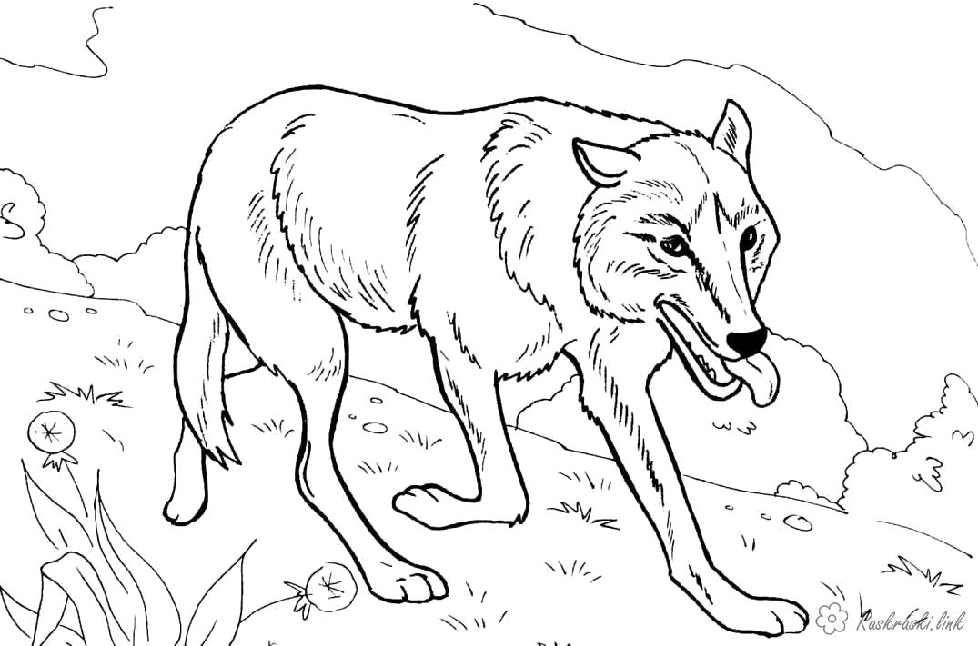 Название: Раскраска волчица на охоте. Категория: Дикие животные. Теги: волк.