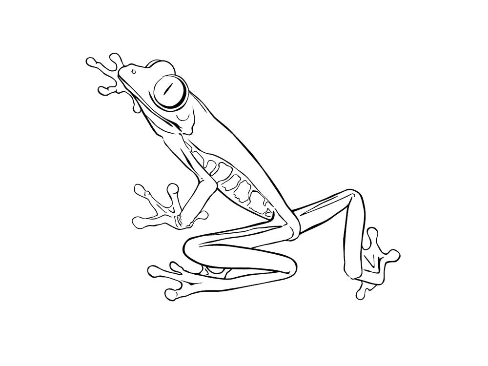 Название: Раскраска Раскраска лягушка. Категория: лягушка. Теги: лягушка.