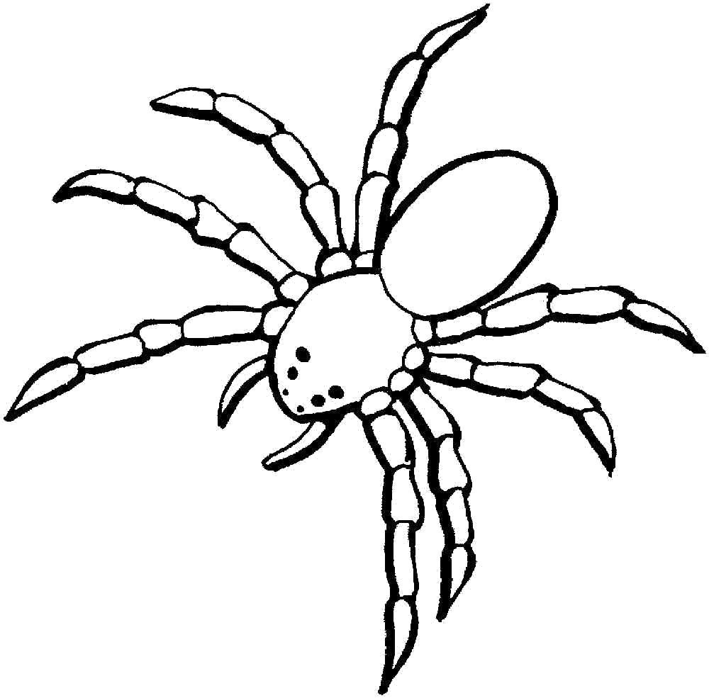 Название: Раскраска паук с длинными лапами. Категория: Паук. Теги: Паук.