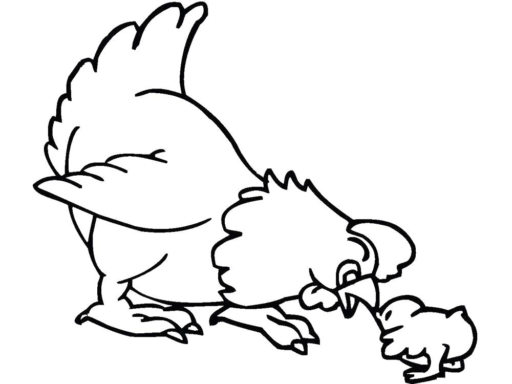 Название: Раскраска Раскраска курица. Категория: Домашние животные. Теги: Курица, Цыплята.
