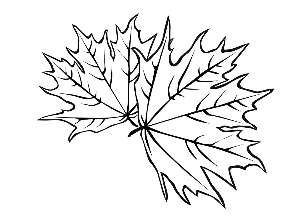 Раскраска Раскраска осенние листья. растения